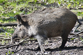 Schwarzwild Mölln