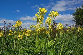 Wiesen-Schlüsselblume © H. Timmann / Loki Schmidt Stiftung