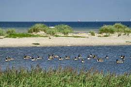 Naturerlebnisraum -Dünenlandschaft Laboe © Susanne Hörger-Ahlers