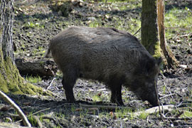 Wildschwein