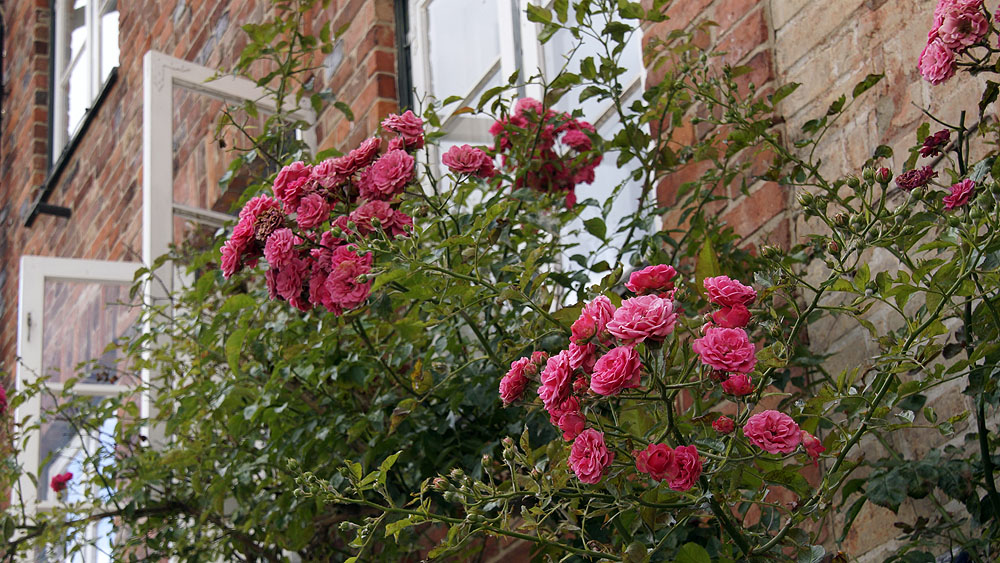 Eutin Rosen am Fenster © TraveMedia